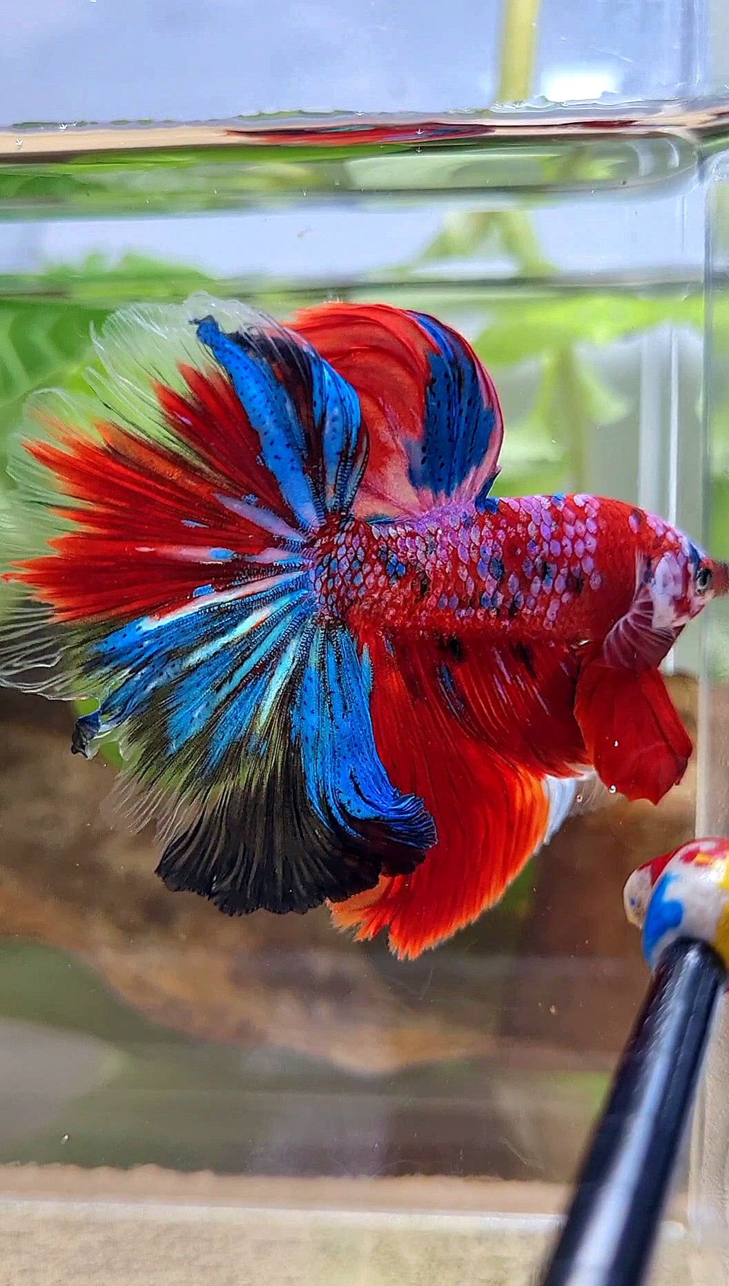 HALFMOON ROSETAIL CRESCENT TAIL RED GALAXY MULTICOLOR BETTA FISH