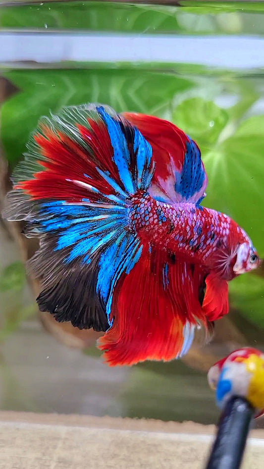 HALFMOON ROSETAIL CRESCENT TAIL RED GALAXY MULTICOLOR BETTA FISH