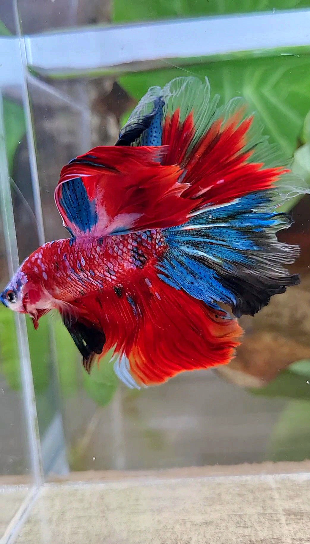 HALFMOON ROSETAIL CRESCENT TAIL RED GALAXY MULTICOLOR BETTA FISH