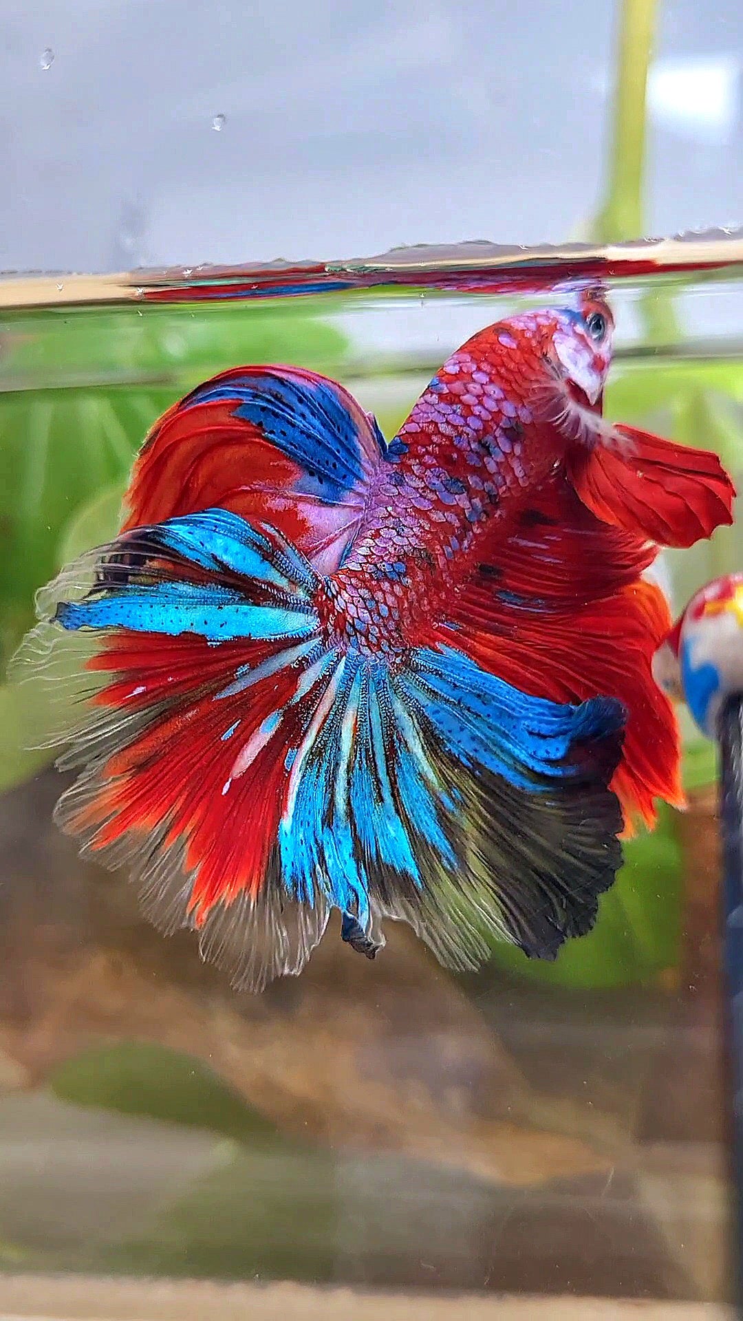 HALFMOON ROSETAIL CRESCENT TAIL RED GALAXY MULTICOLOR BETTA FISH