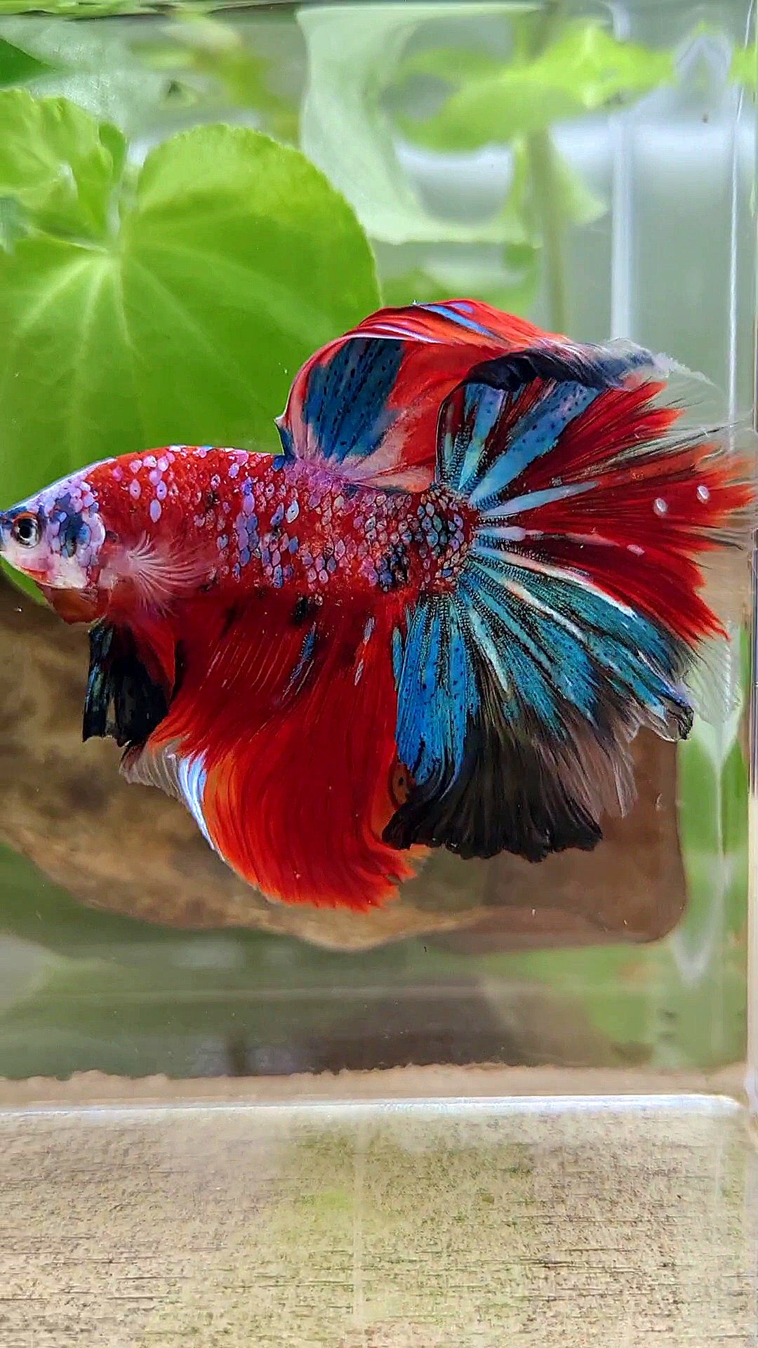 HALFMOON ROSETAIL CRESCENT TAIL RED GALAXY MULTICOLOR BETTA FISH