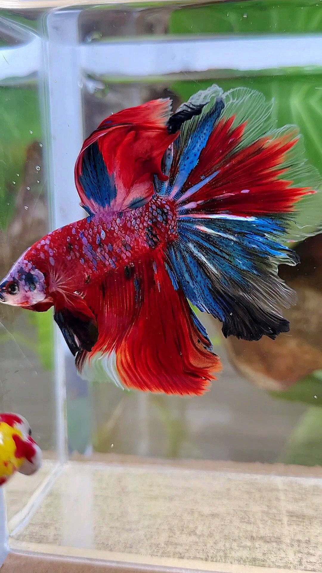 HALFMOON ROSETAIL CRESCENT TAIL RED GALAXY MULTICOLOR BETTA FISH