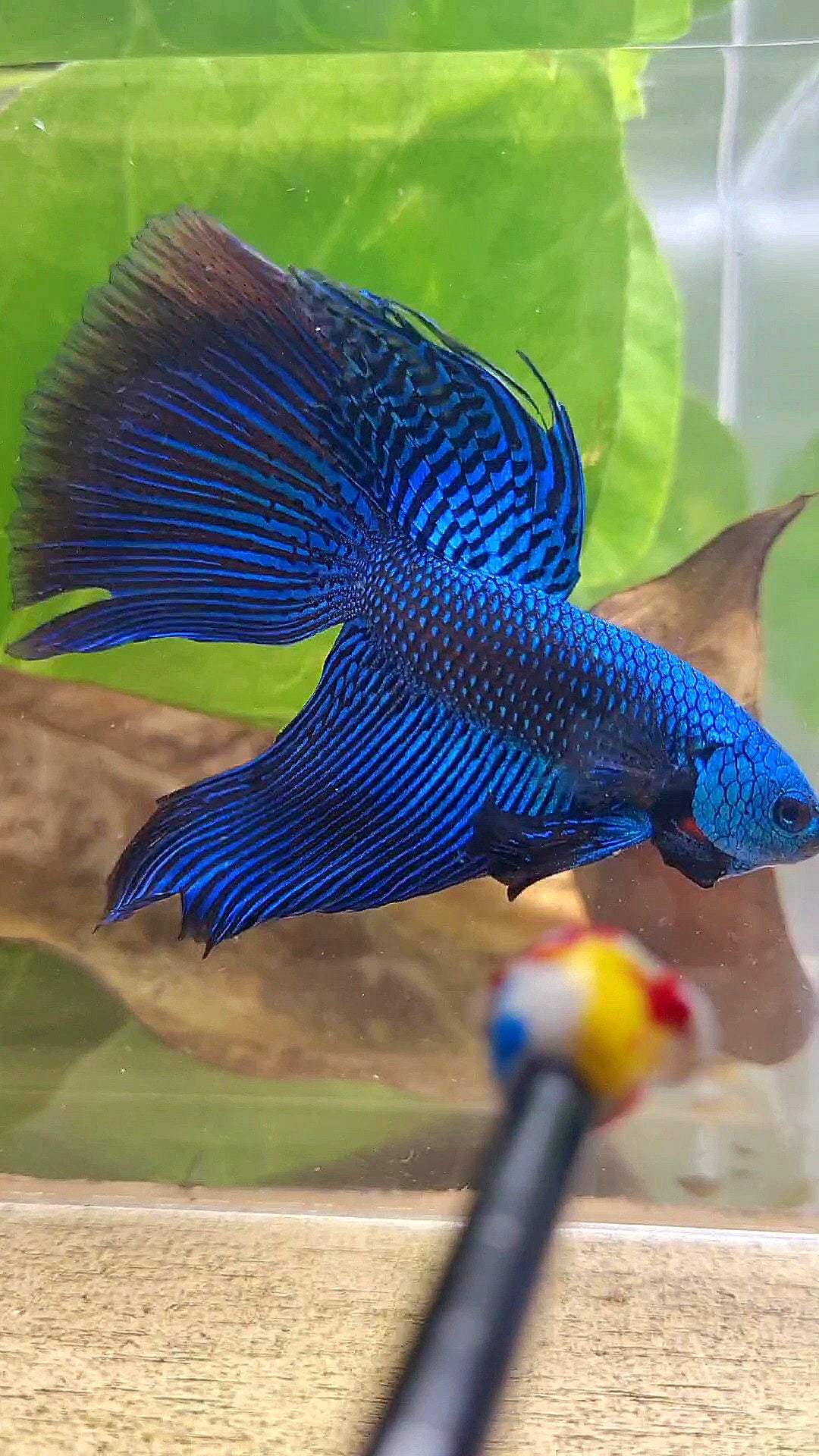 VEILTAIL DELTA ALIEN BLUE HYBRID WILD BETTA FISH