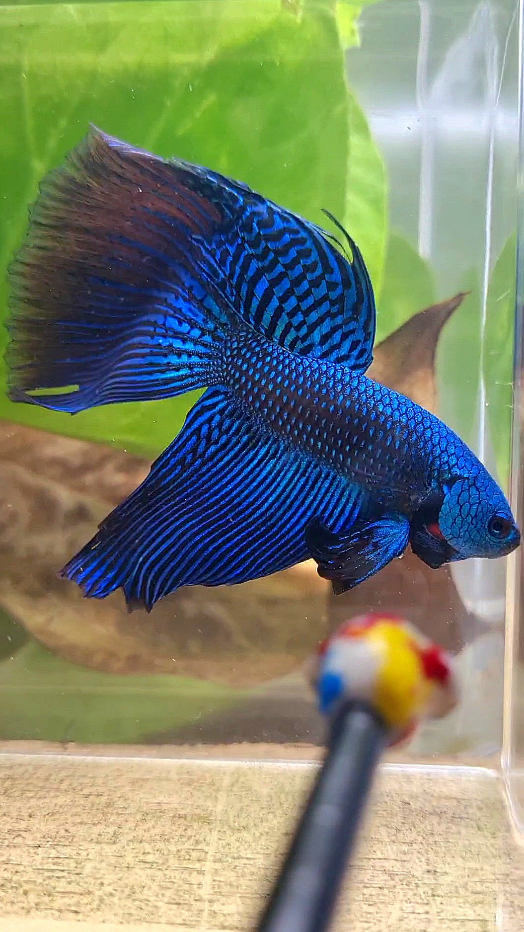 VEILTAIL DELTA ALIEN BLUE HYBRID WILD BETTA FISH