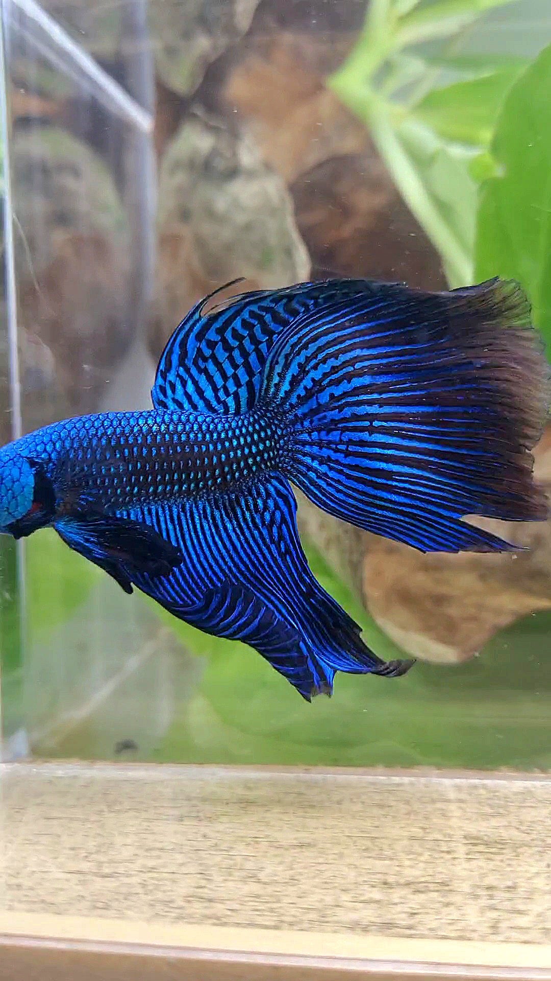 VEILTAIL DELTA ALIEN BLUE HYBRID WILD BETTA FISH