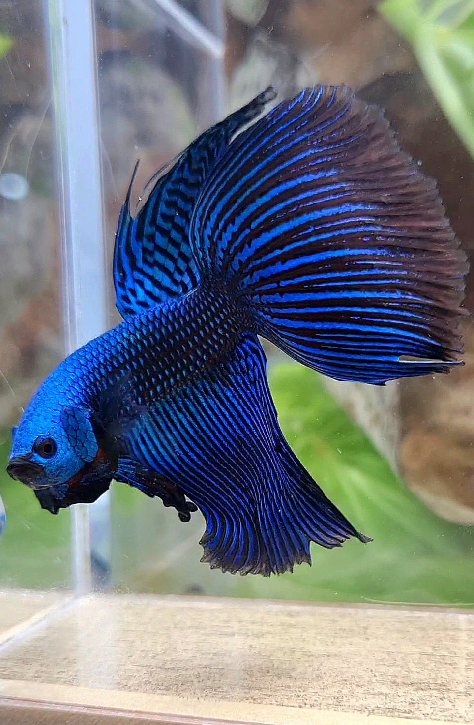 VEILTAIL DELTA ALIEN BLUE HYBRID WILD BETTA FISH