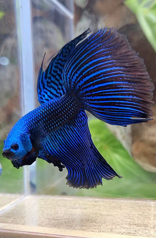VEILTAIL DELTA ALIEN BLUE HYBRID WILD BETTA FISH