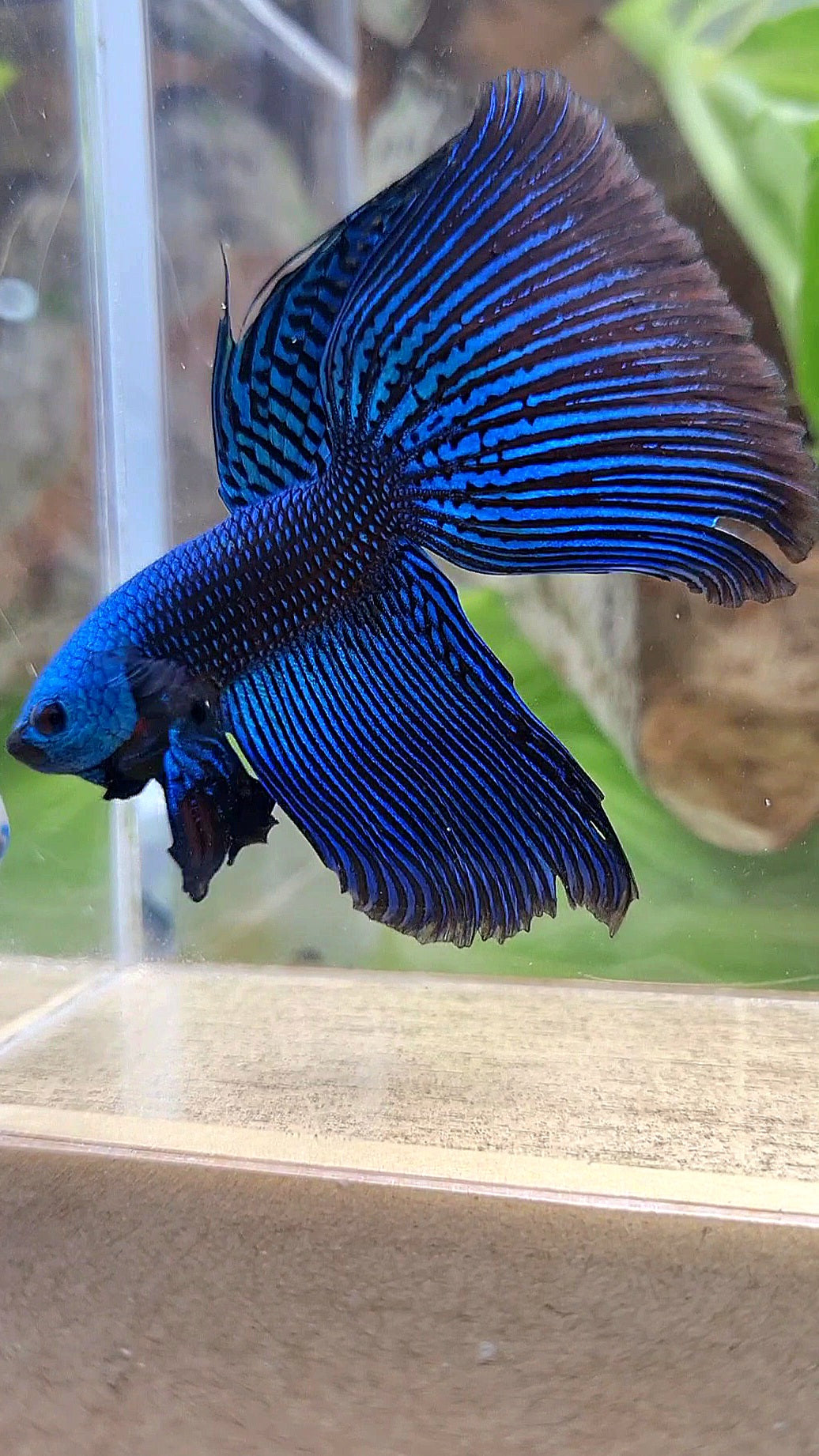 VEILTAIL DELTA ALIEN BLUE HYBRID WILD BETTA FISH