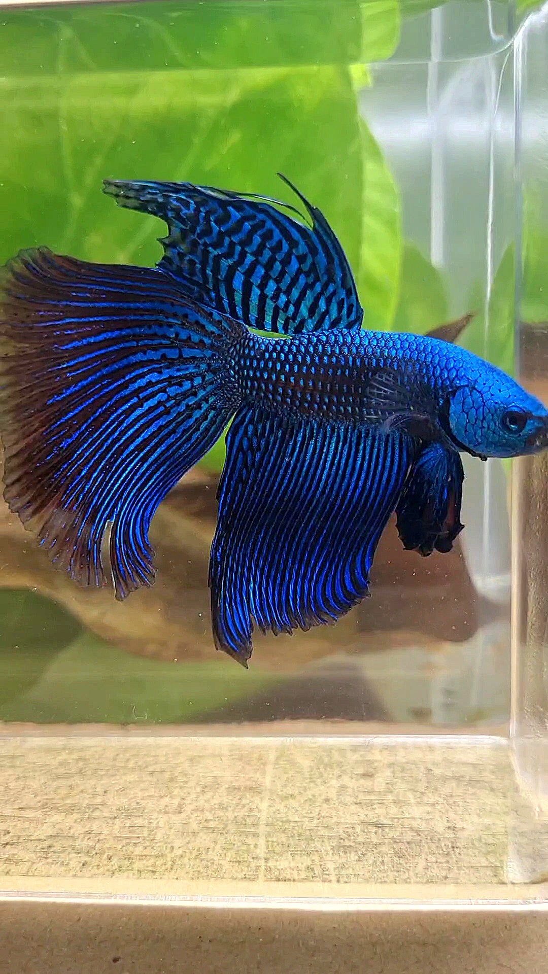 VEILTAIL DELTA ALIEN BLUE HYBRID WILD BETTA FISH