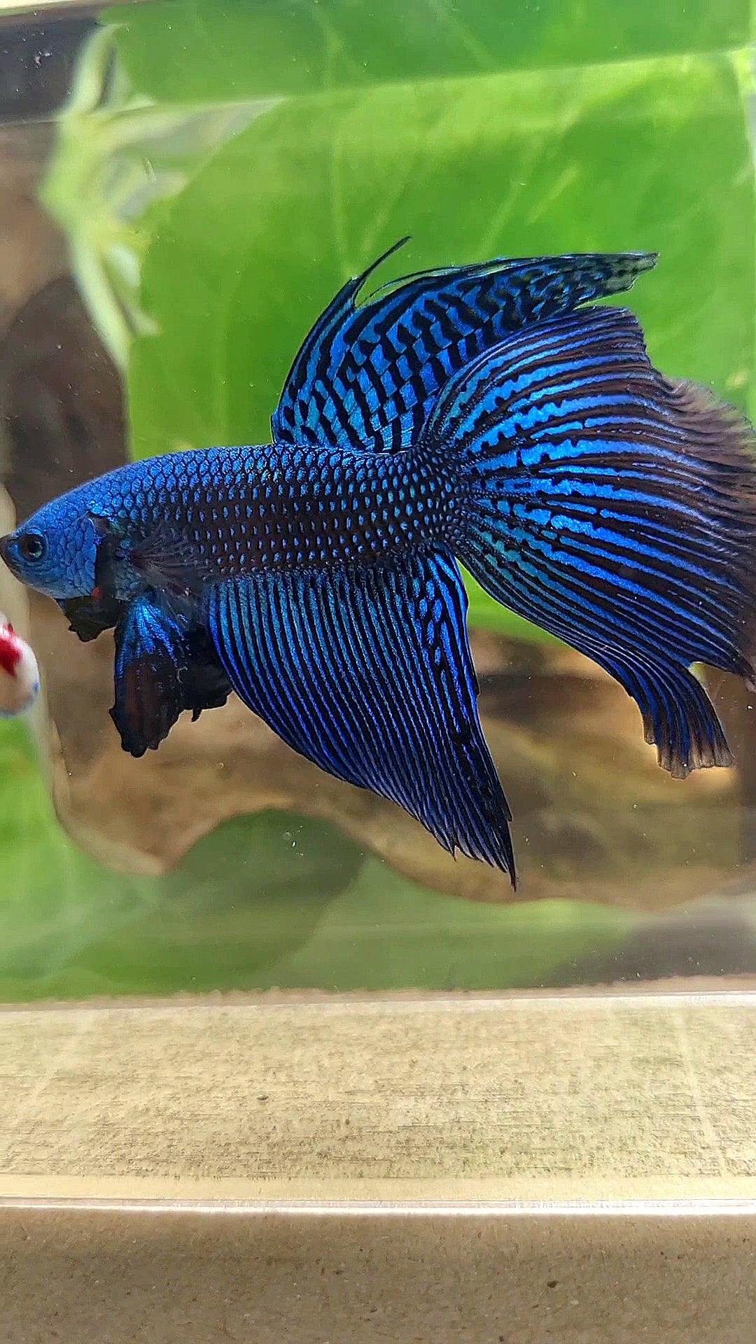 VEILTAIL DELTA ALIEN BLUE HYBRID WILD BETTA FISH