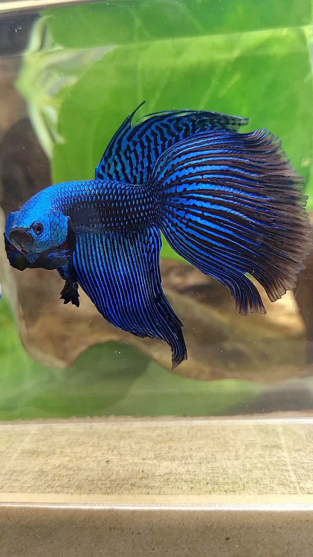 VEILTAIL DELTA ALIEN BLUE HYBRID WILD BETTA FISH