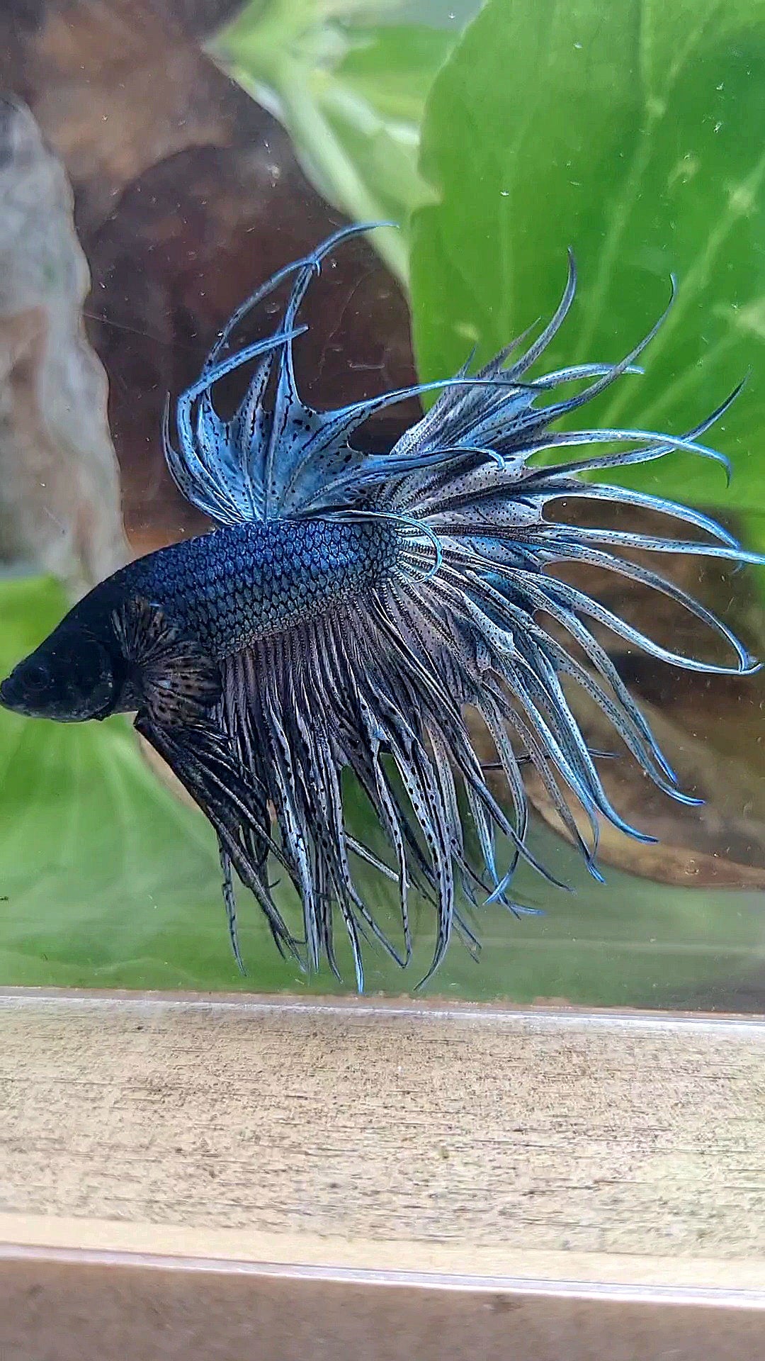 KING CROWNTAIL SUPER COPPER BETTA FISH