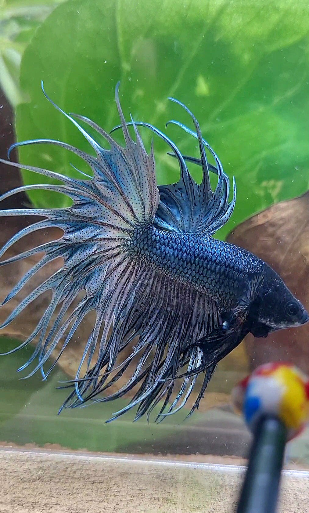 KING CROWNTAIL SUPER COPPER BETTA FISH