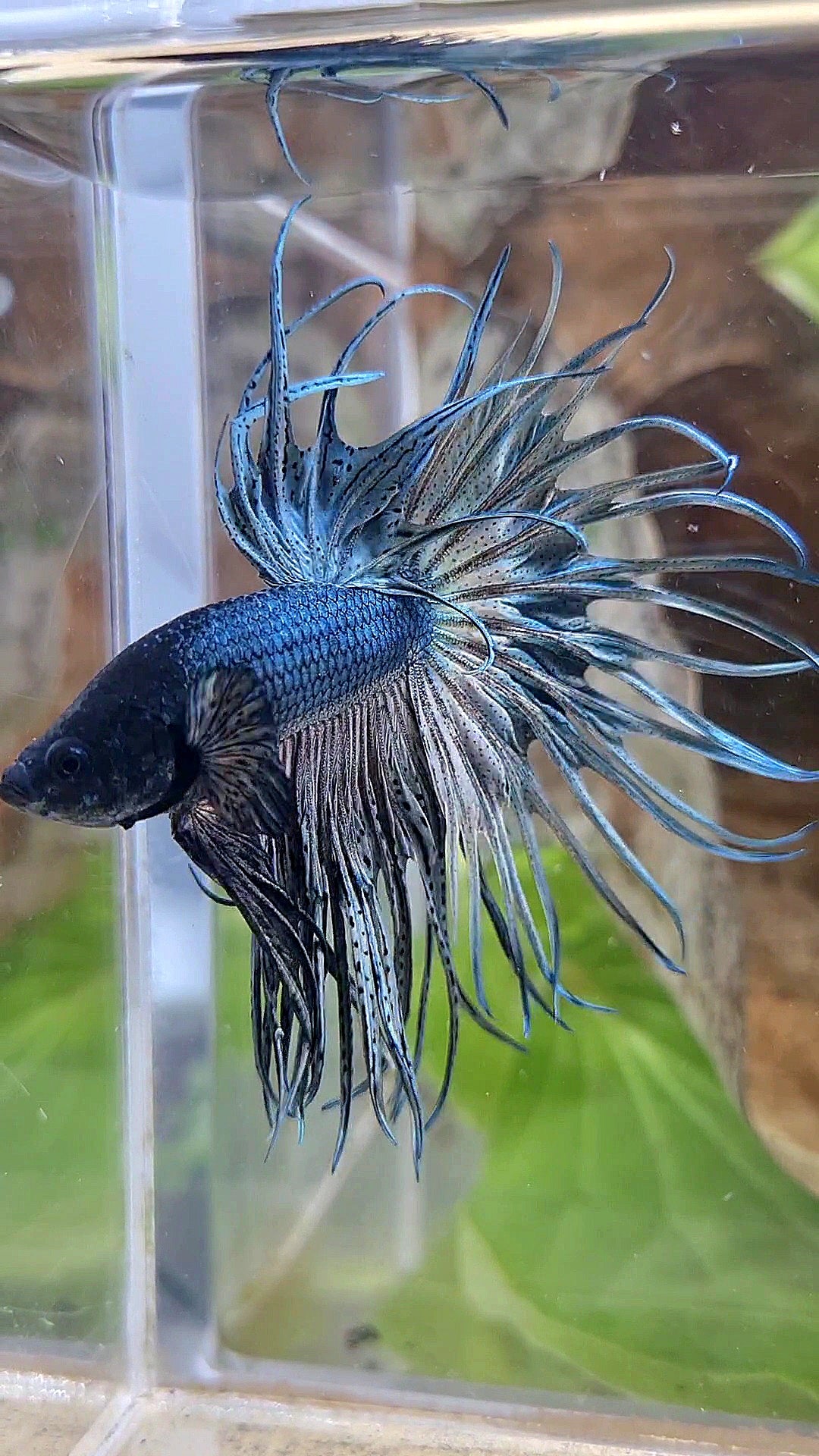 KING CROWNTAIL SUPER COPPER BETTA FISH