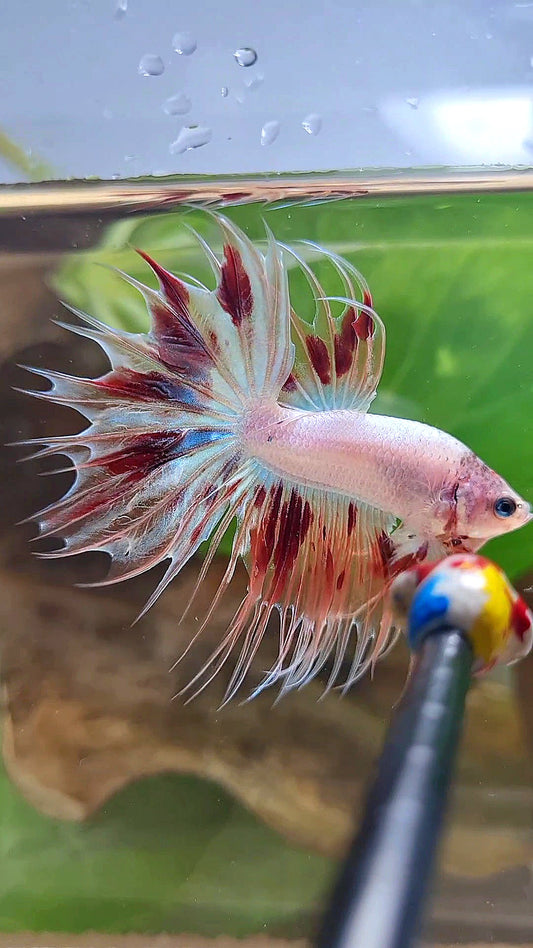 CROWNTAIL ARMAGEDDON BETTA FISH