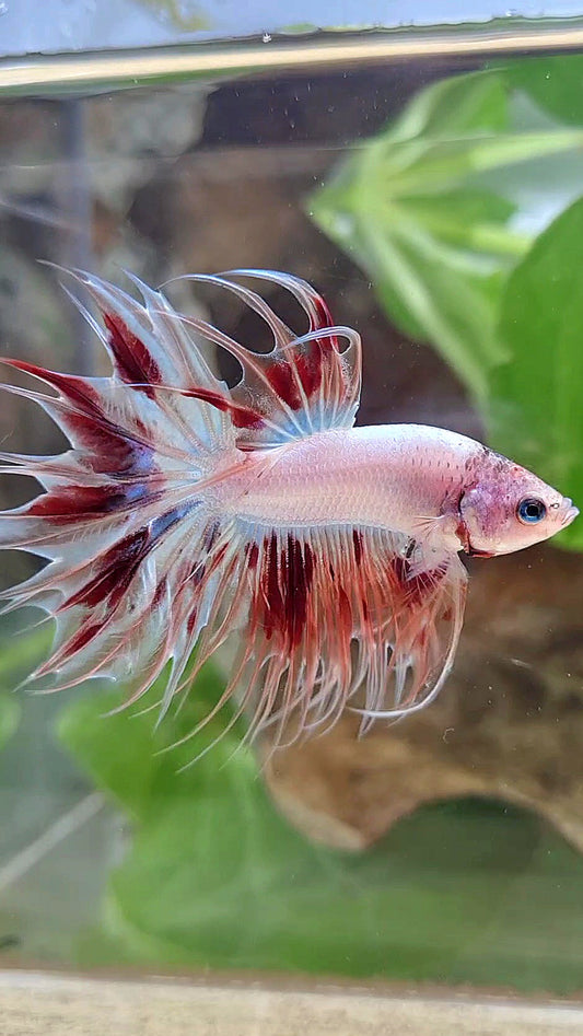 CROWNTAIL ARMAGEDDON BETTA FISH