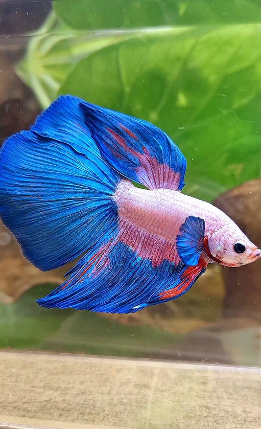 HALFMOON PINK FLAMINGGO BLUE RIM BETTA FISH