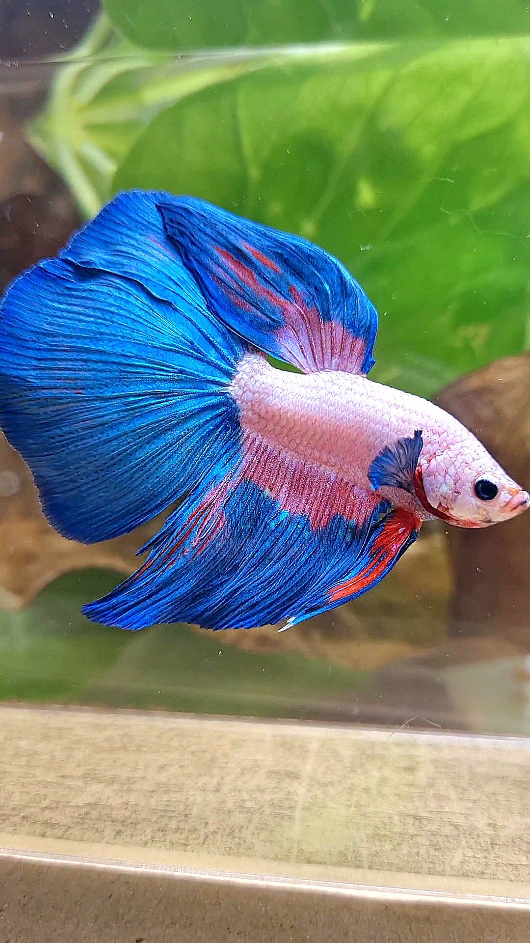 HALFMOON PINK FLAMINGGO BLUE RIM BETTA FISH