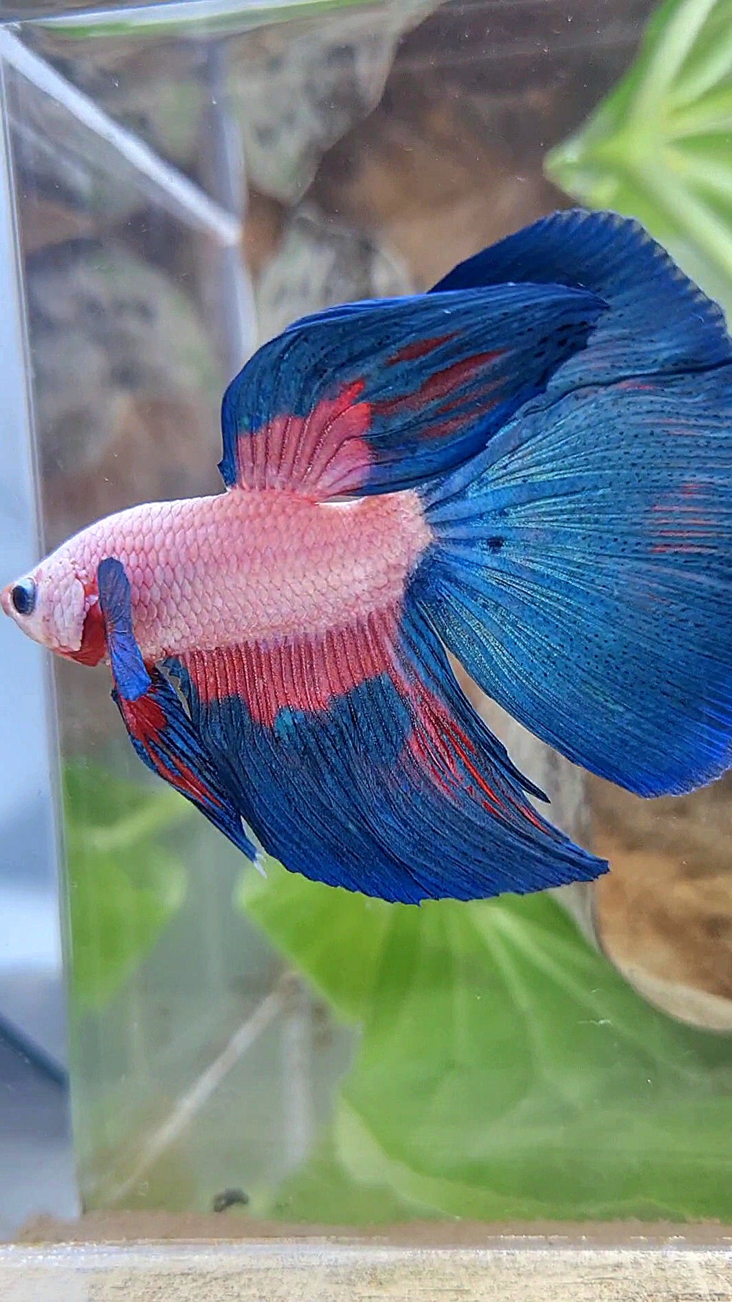 HALFMOON PINK FLAMINGGO BLUE RIM BETTA FISH