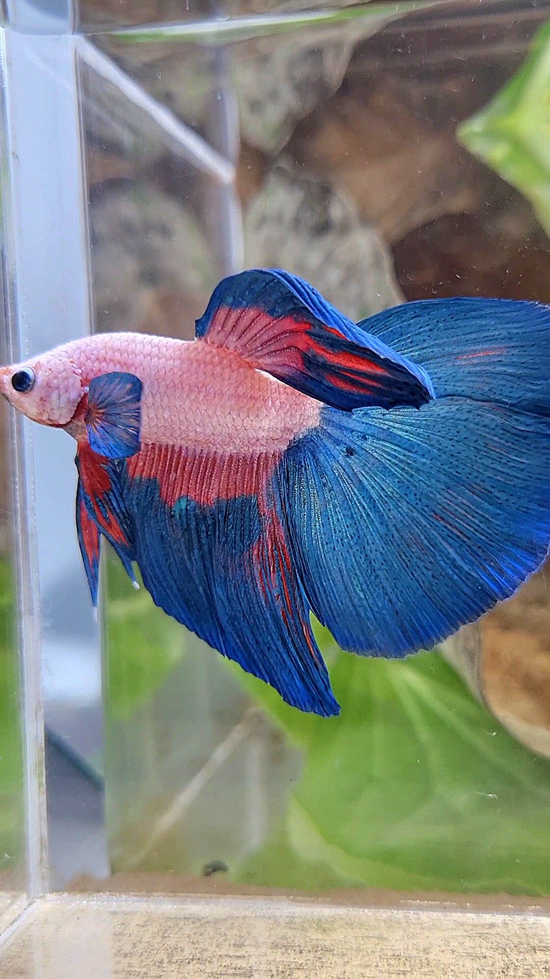 HALFMOON PINK FLAMINGGO BLUE RIM BETTA FISH