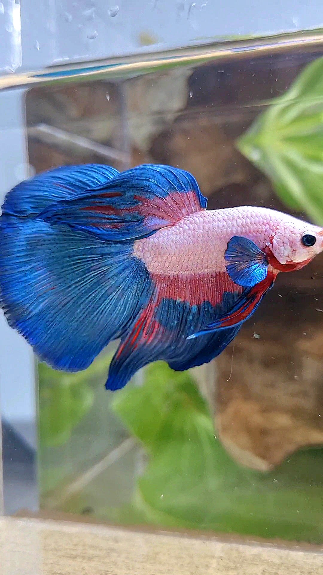 HALFMOON PINK FLAMINGGO BLUE RIM BETTA FISH