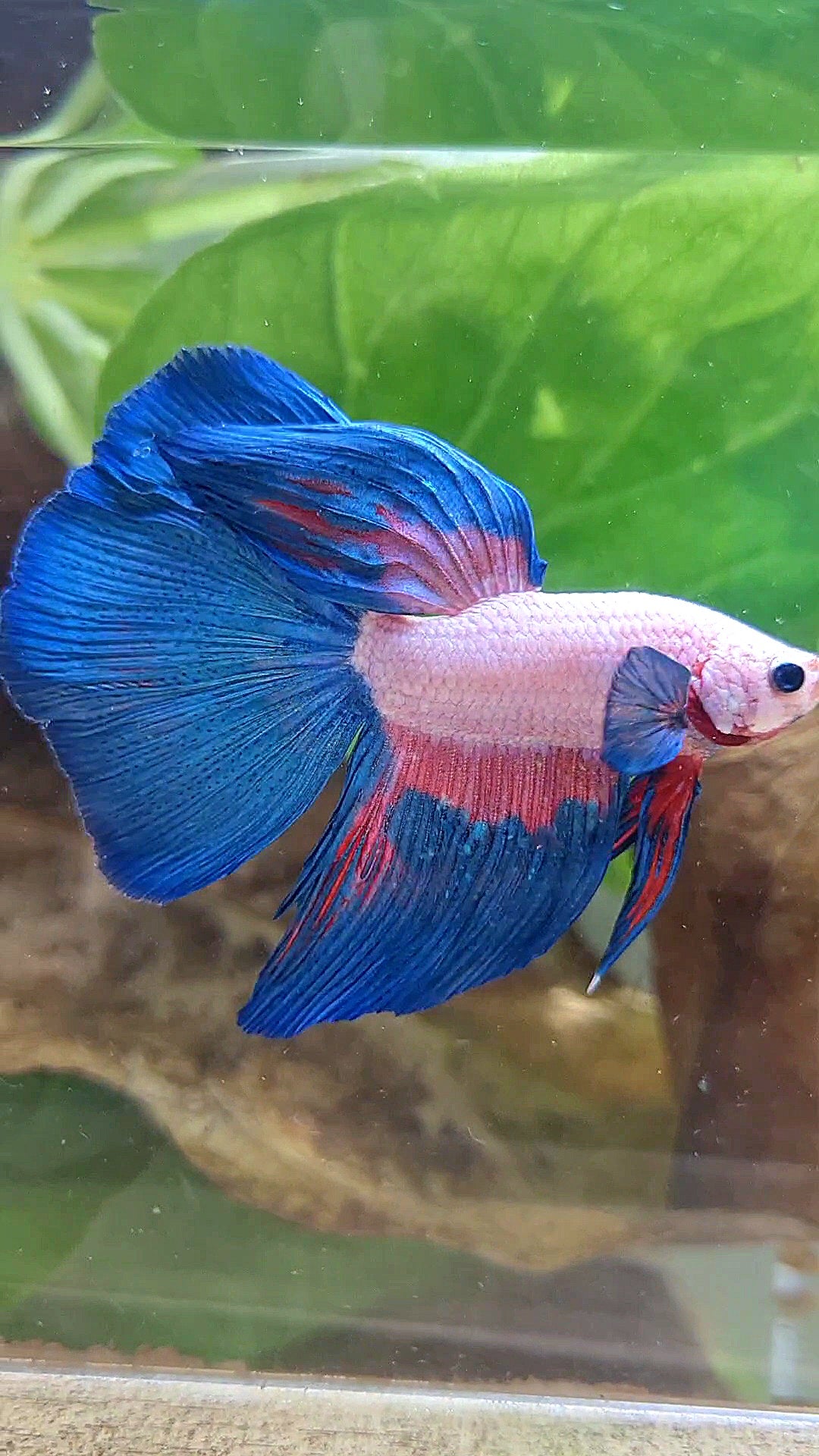 HALFMOON PINK FLAMINGGO BLUE RIM BETTA FISH