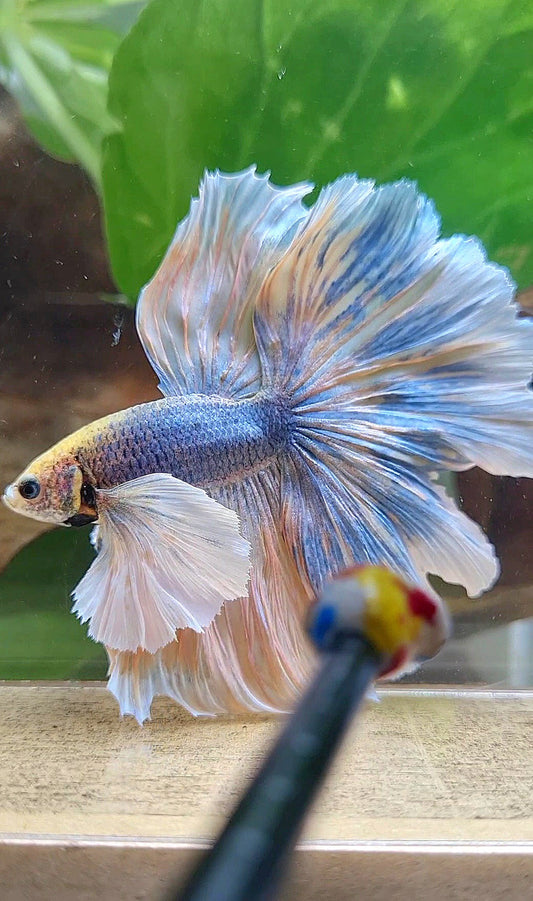LUXURY XL HALFMOON SUPER DUMBO EAR CURLY ROSETAIL YELLOW BLUE MASCOT BETTA FISH
