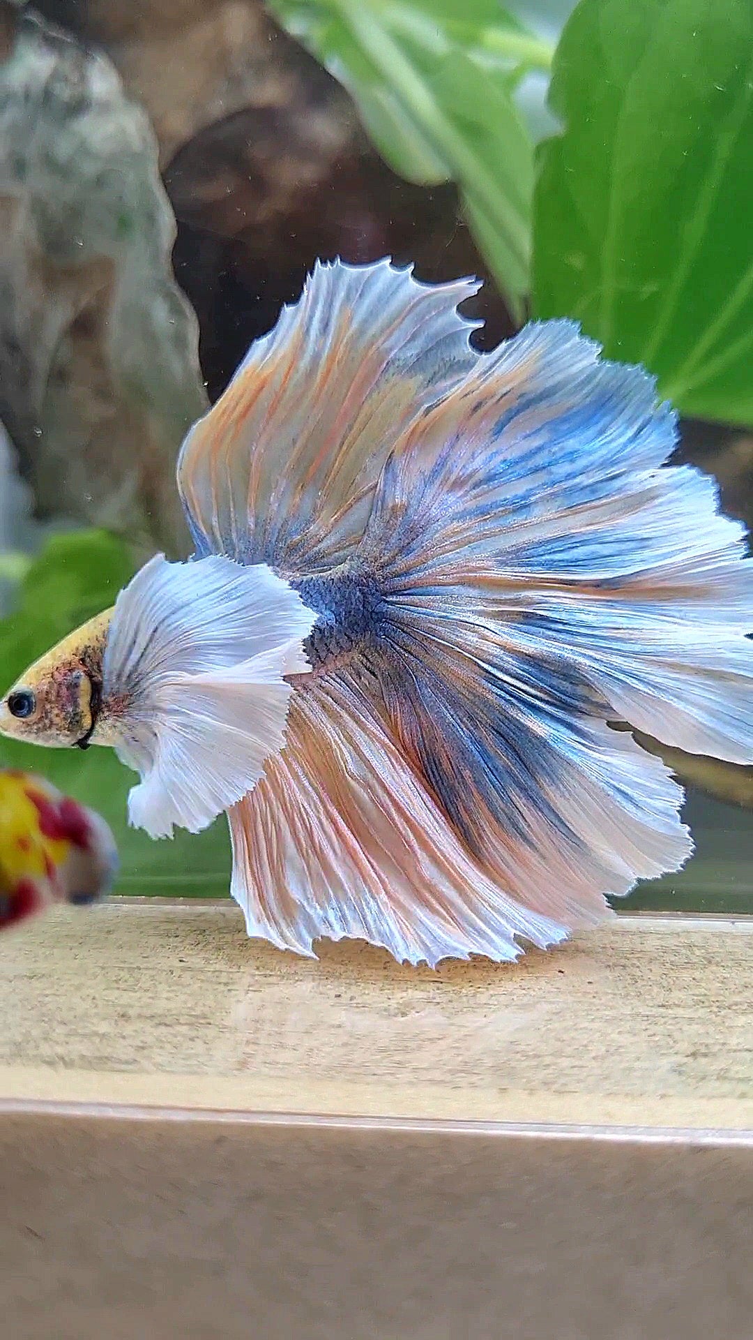 LUXURY XL HALFMOON SUPER DUMBO EAR CURLY ROSETAIL YELLOW BLUE MASCOT BETTA FISH