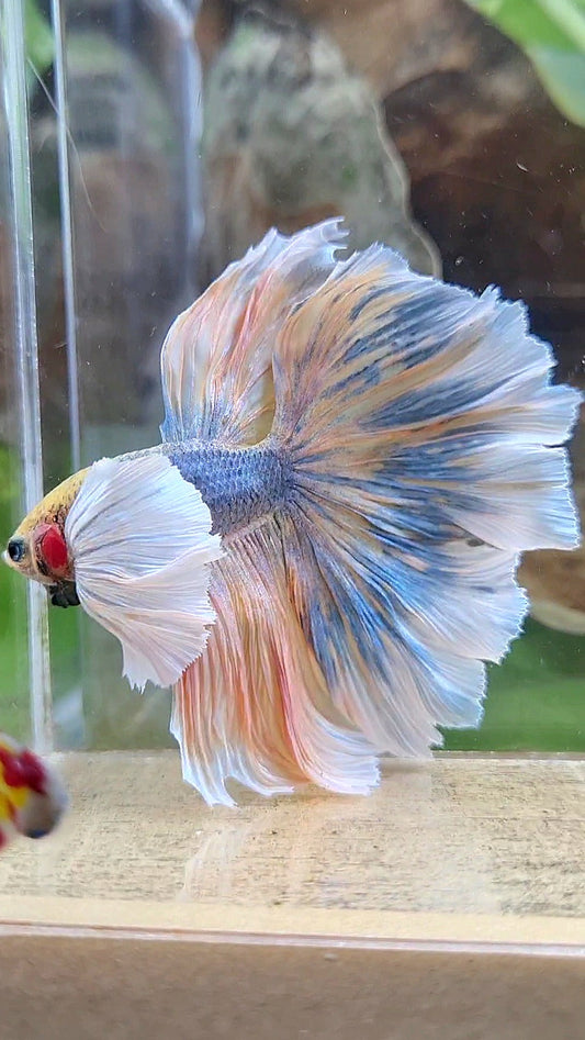 LUXURY XL HALFMOON SUPER DUMBO EAR CURLY ROSETAIL YELLOW BLUE MASCOT BETTA FISH