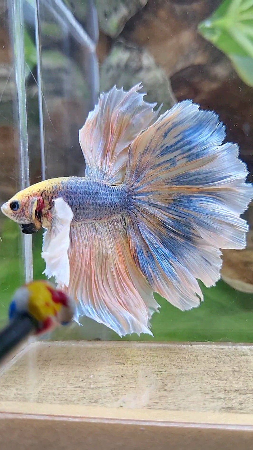 LUXURY XL HALFMOON SUPER DUMBO EAR CURLY ROSETAIL YELLOW BLUE MASCOT BETTA FISH