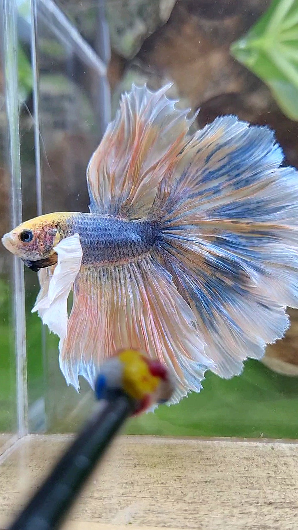 LUXURY XL HALFMOON SUPER DUMBO EAR CURLY ROSETAIL YELLOW BLUE MASCOT BETTA FISH