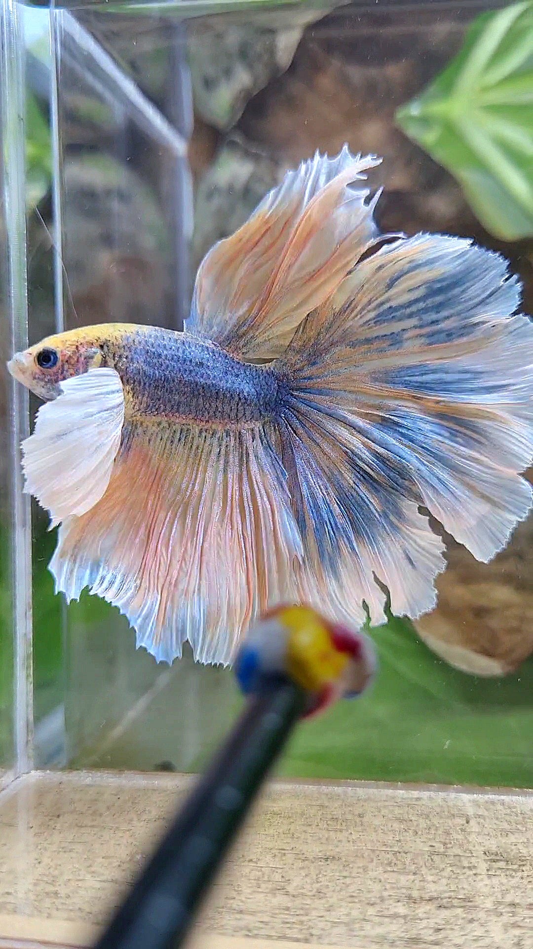 LUXURY XL HALFMOON SUPER DUMBO EAR CURLY ROSETAIL YELLOW BLUE MASCOT BETTA FISH