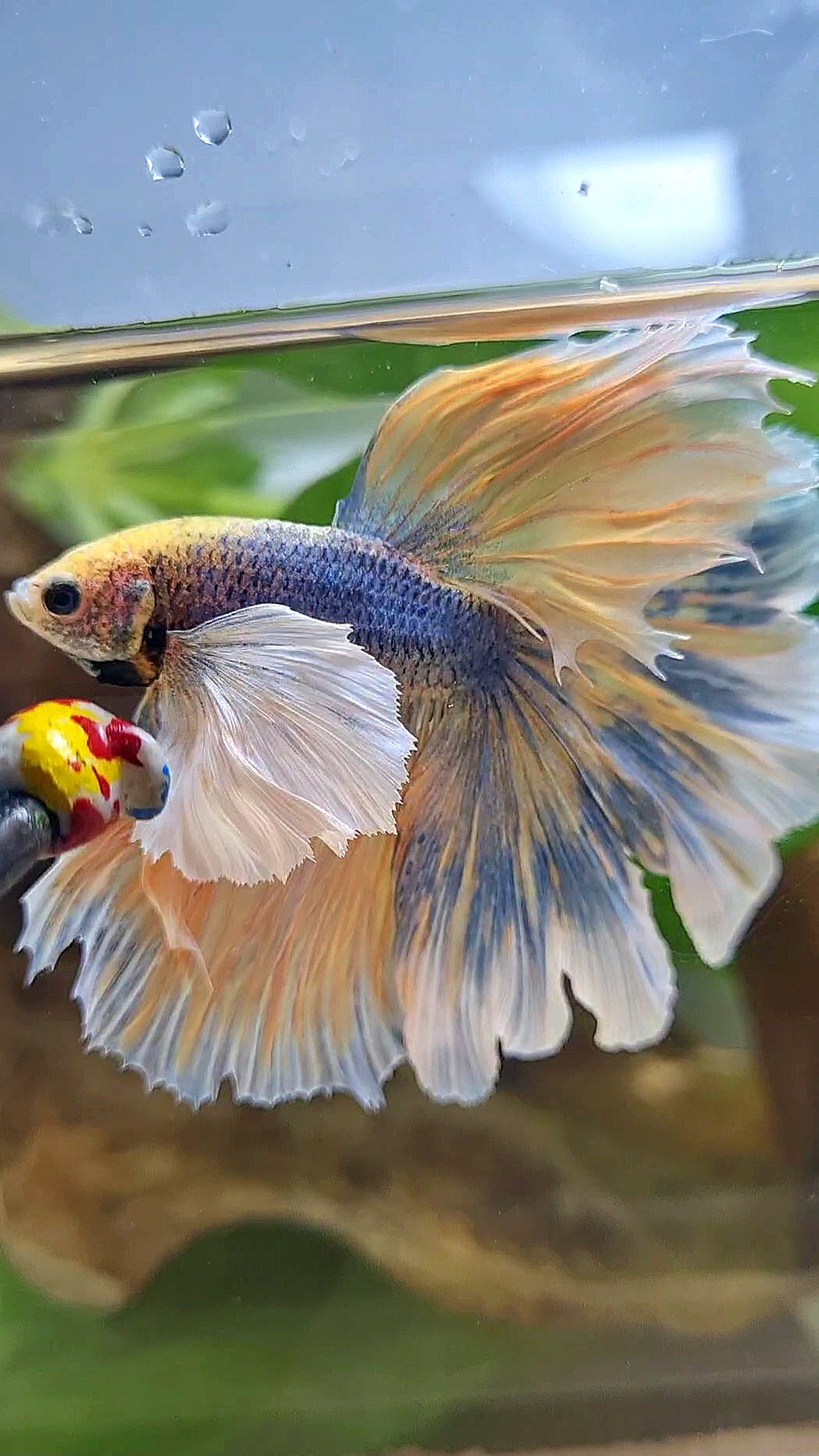 LUXURY XL HALFMOON SUPER DUMBO EAR CURLY ROSETAIL YELLOW BLUE MASCOT BETTA FISH