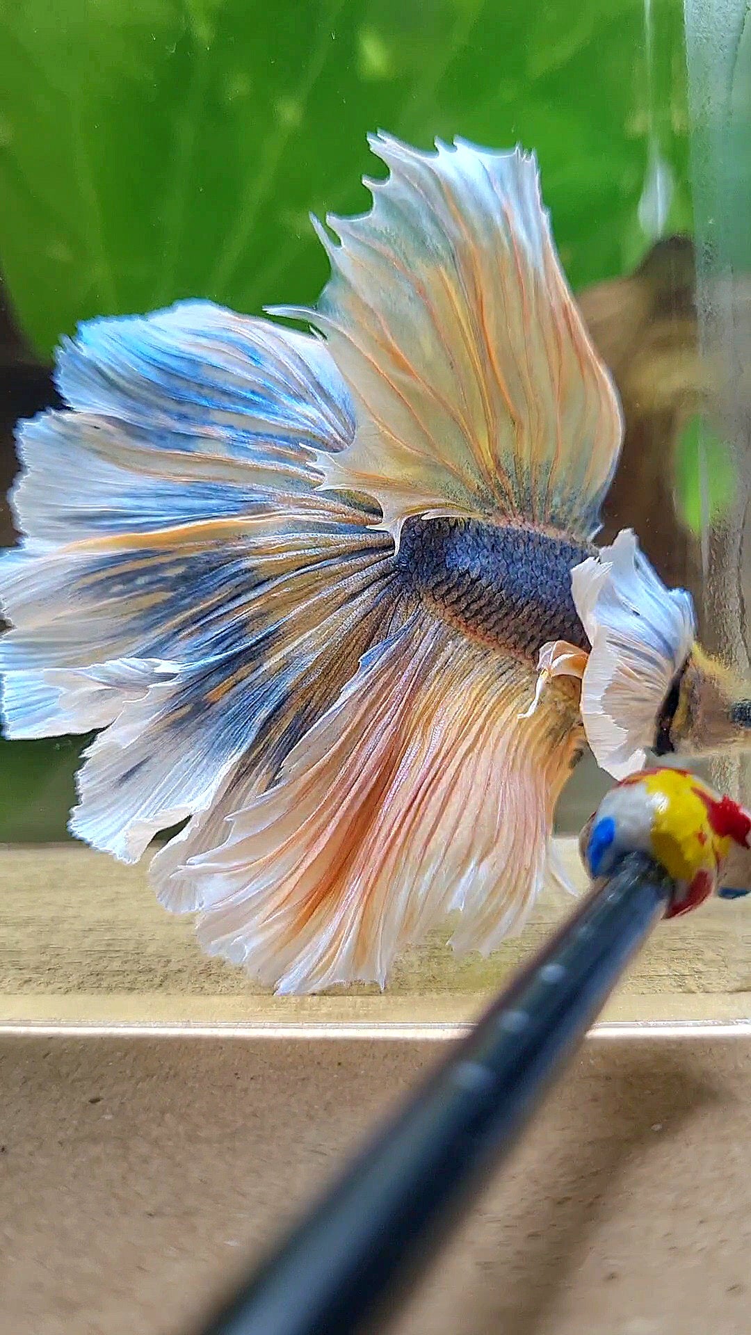 LUXURY XL HALFMOON SUPER DUMBO EAR CURLY ROSETAIL YELLOW BLUE MASCOT BETTA FISH