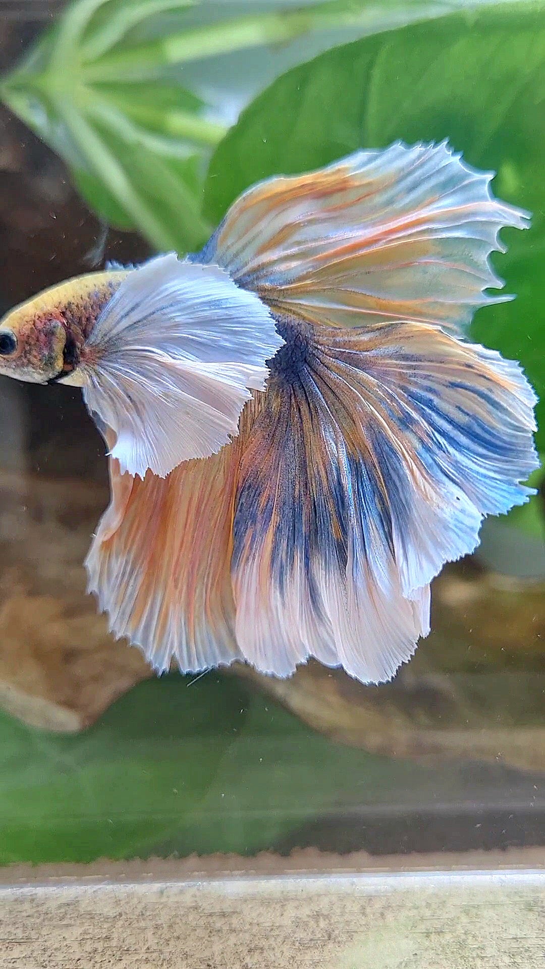 LUXURY XL HALFMOON SUPER DUMBO EAR CURLY ROSETAIL YELLOW BLUE MASCOT BETTA FISH