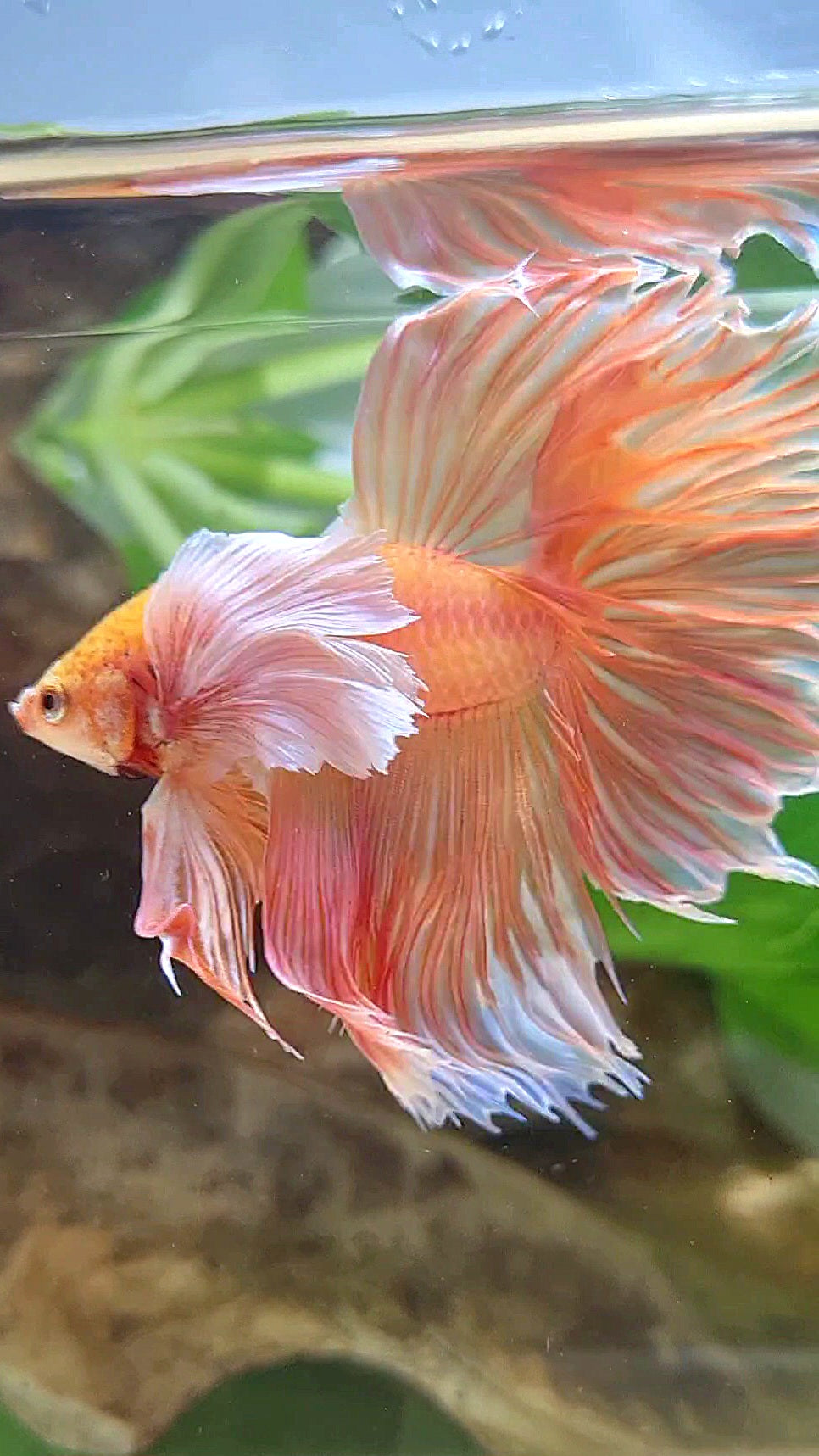 HALFMOON SUPER DUMBO EAR ROSETAIL ORANGE PEACH BETTA FISH