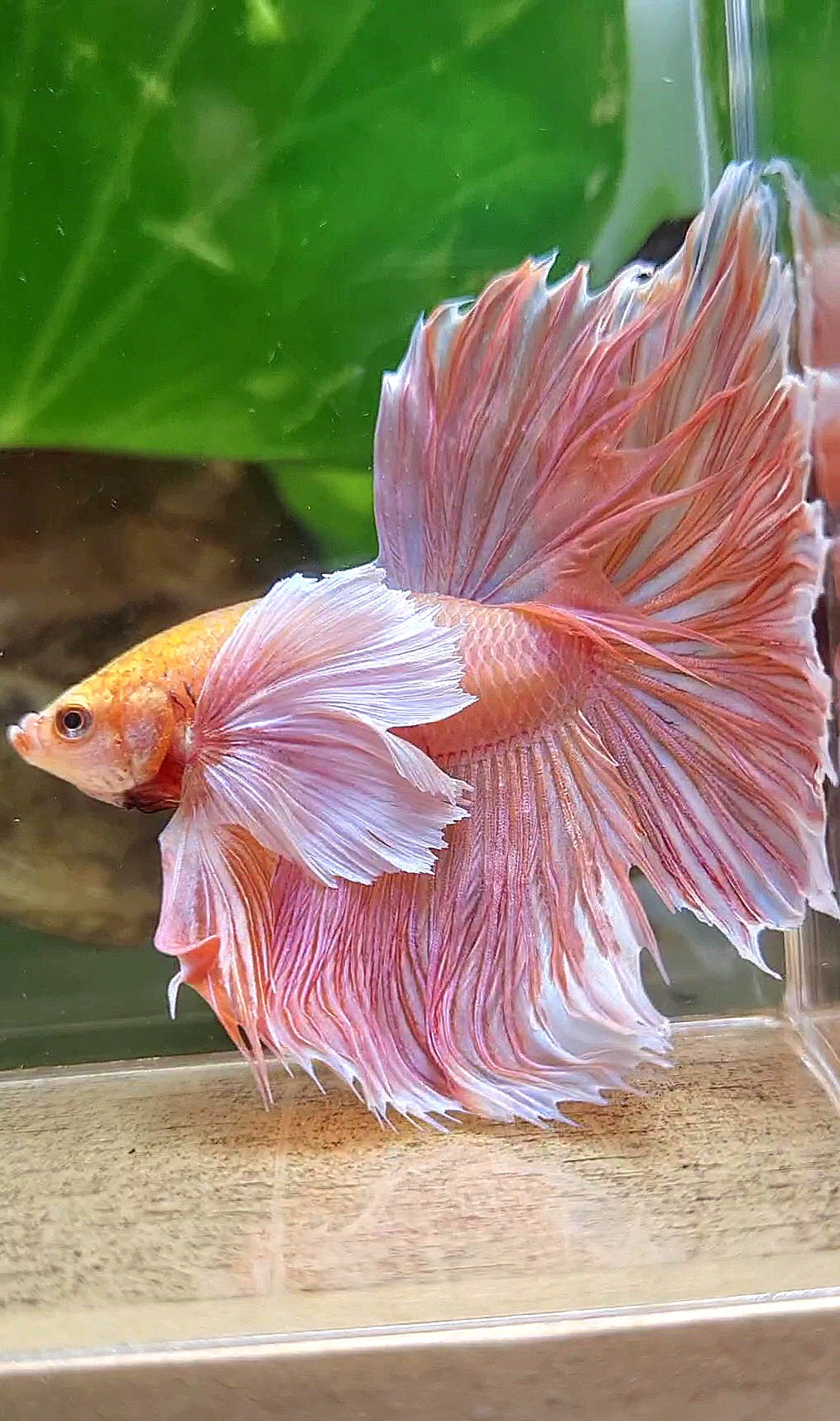 HALFMOON SUPER DUMBO EAR ROSETAIL ORANGE PEACH BETTA FISH