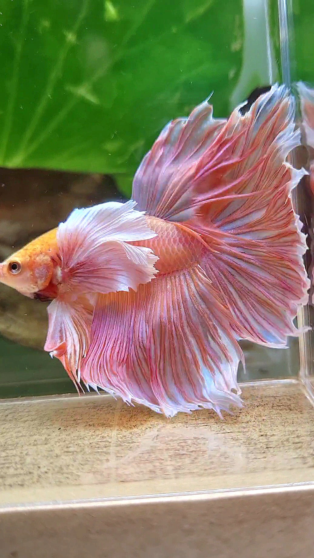 HALFMOON SUPER DUMBO EAR ROSETAIL ORANGE PEACH BETTA FISH