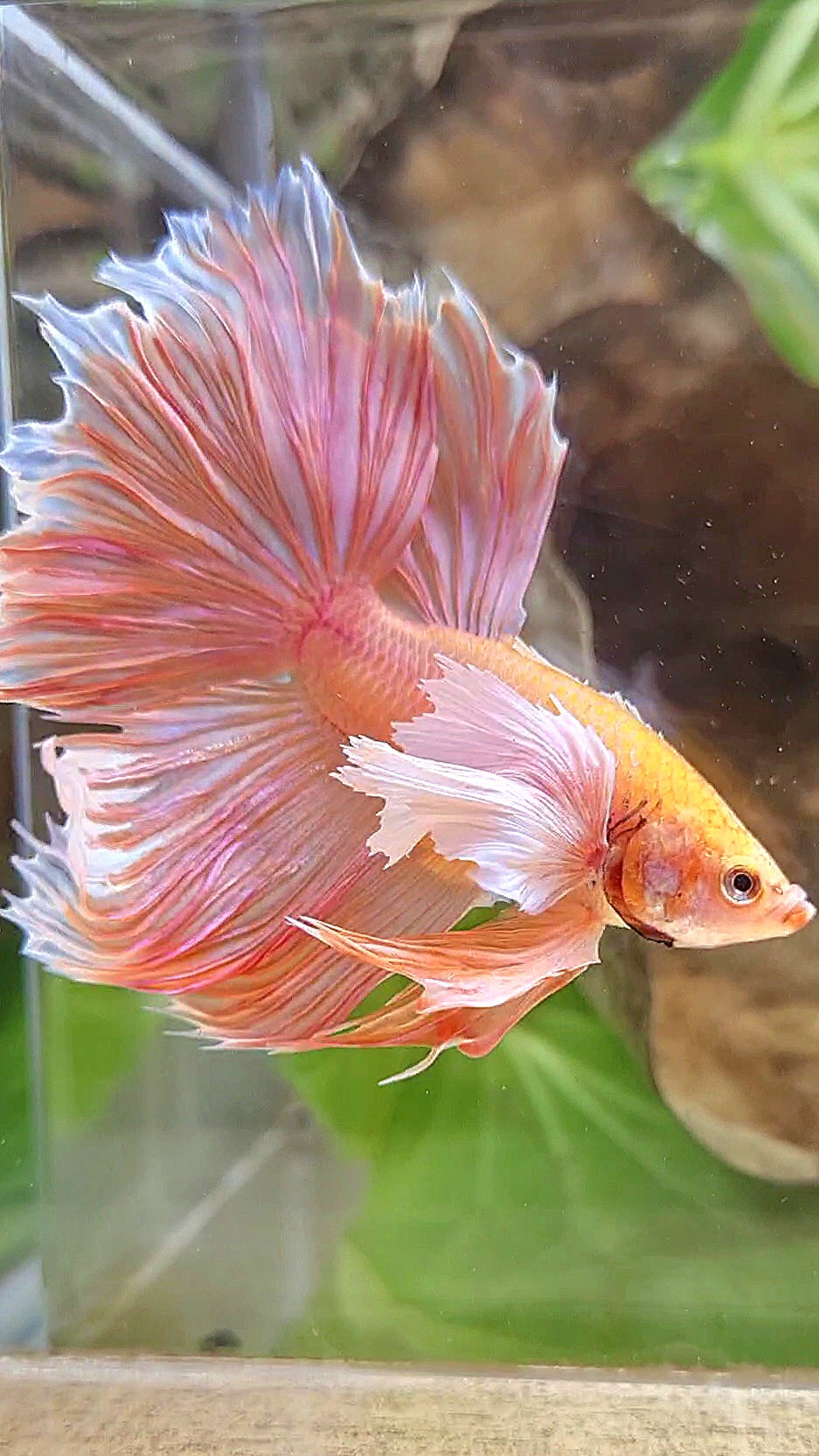 HALFMOON SUPER DUMBO EAR ROSETAIL ORANGE PEACH BETTA FISH