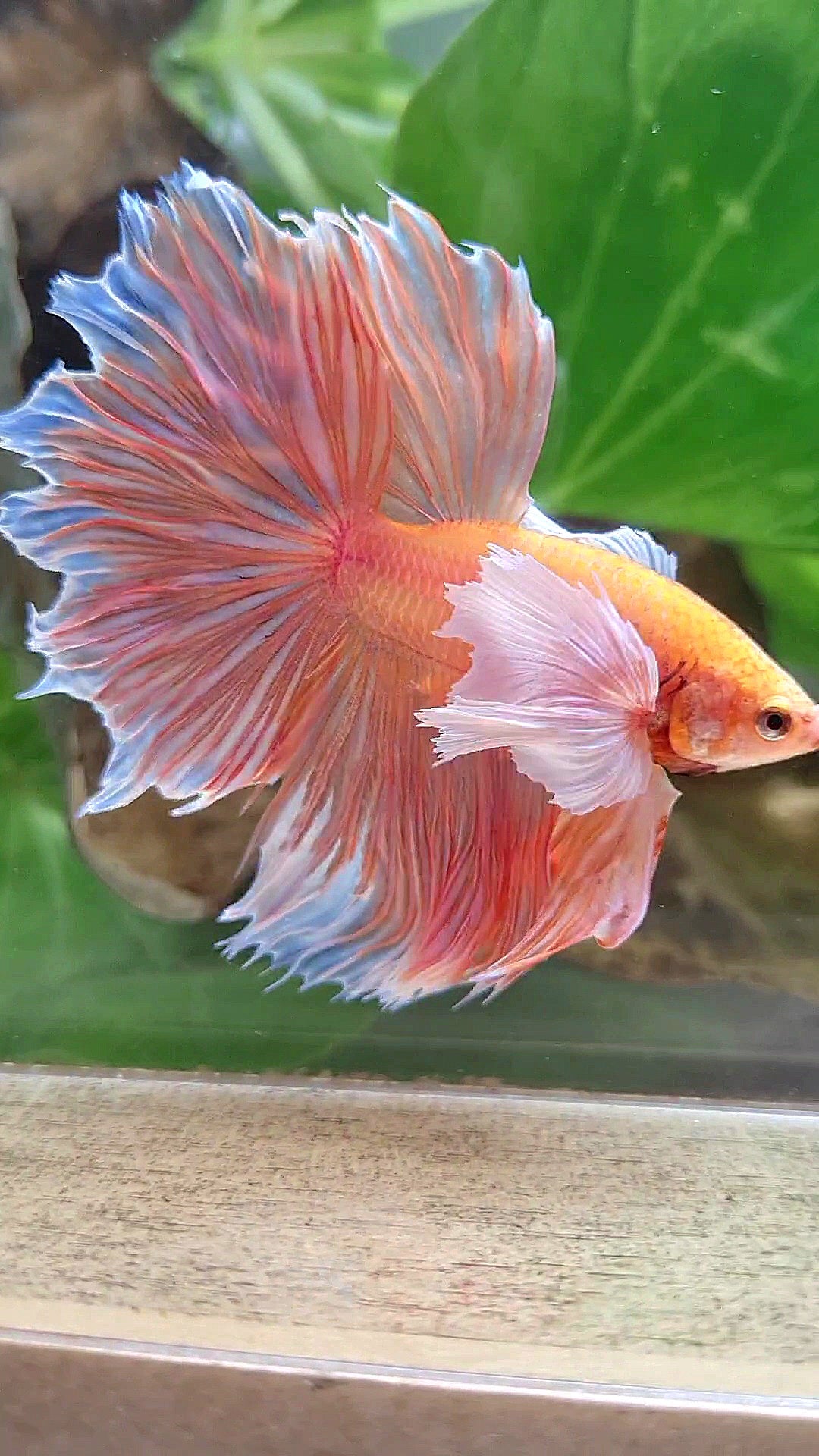 HALFMOON SUPER DUMBO EAR ROSETAIL ORANGE PEACH BETTA FISH