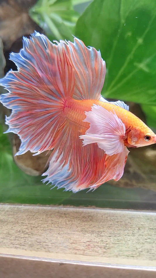 HALFMOON SUPER DUMBO EAR ROSETAIL ORANGE PEACH BETTA FISH