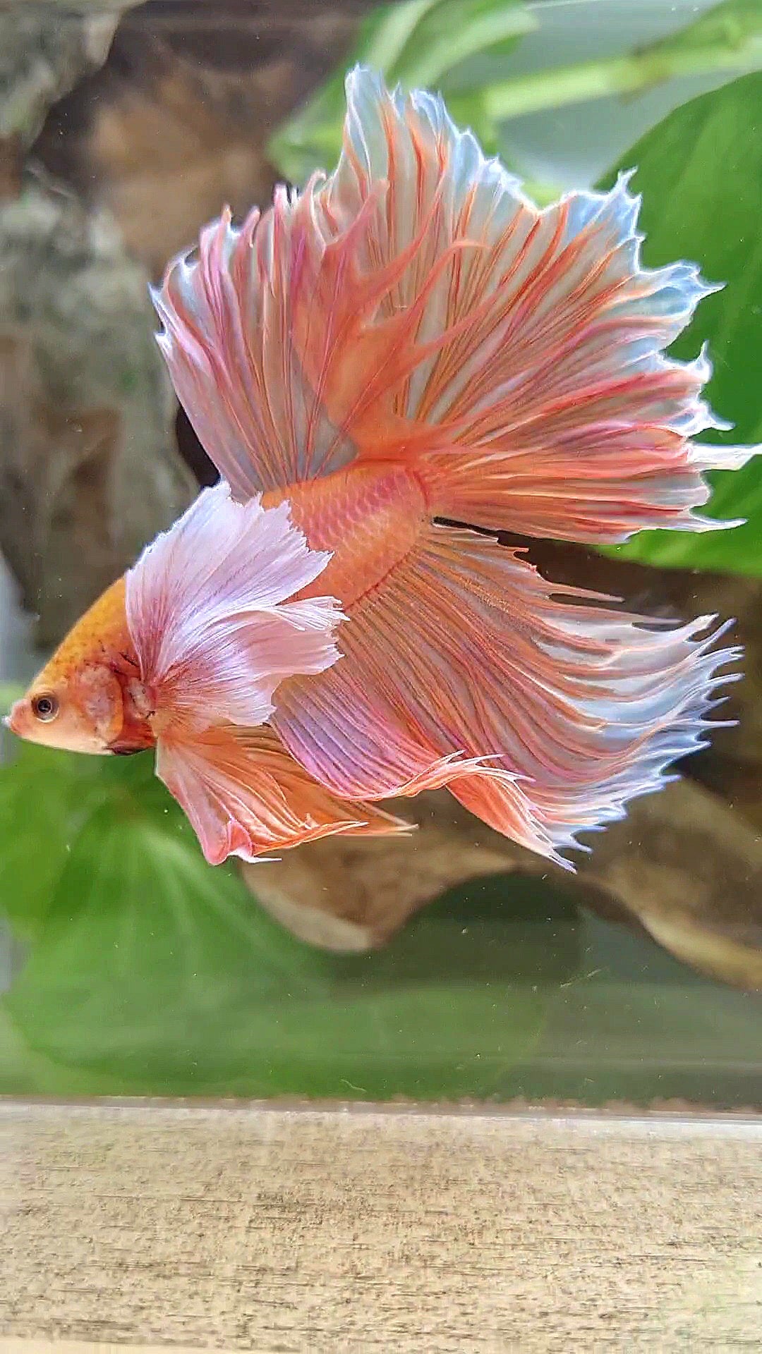 HALFMOON SUPER DUMBO EAR ROSETAIL ORANGE PEACH BETTA FISH