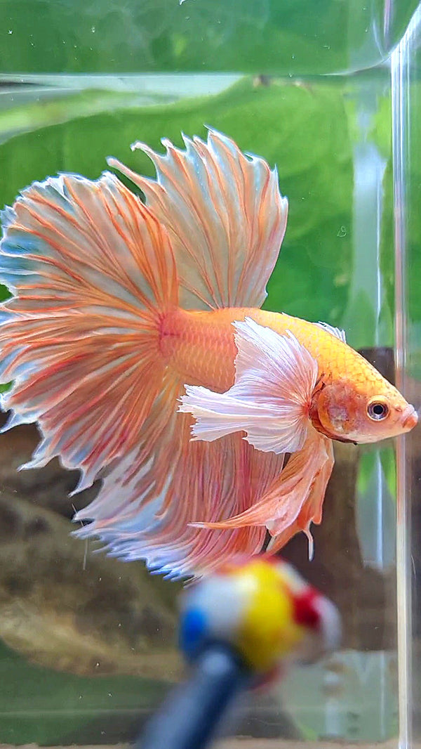 HALFMOON SUPER DUMBO EAR ROSETAIL ORANGE PEACH BETTA FISH – Rare Betta ...
