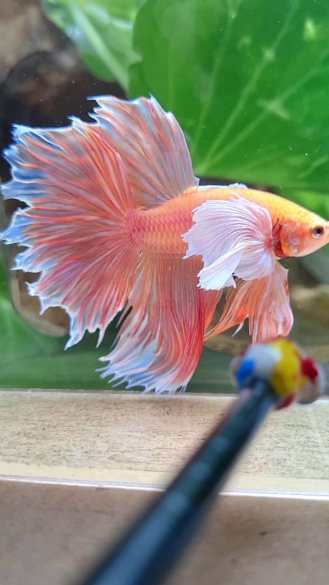 HALFMOON SUPER DUMBO EAR ROSETAIL ORANGE PEACH BETTA FISH