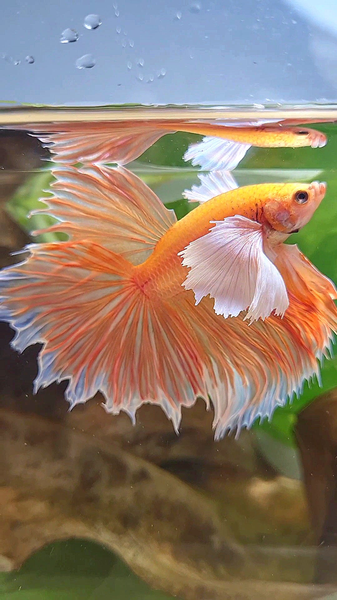 HALFMOON SUPER DUMBO EAR ROSETAIL ORANGE PEACH BETTA FISH