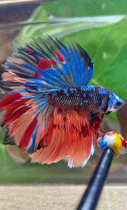 HALFMOON ROSETAIL BLACK GALAXY AVATAR BLUE FIRE VARIATION BETTA FISH