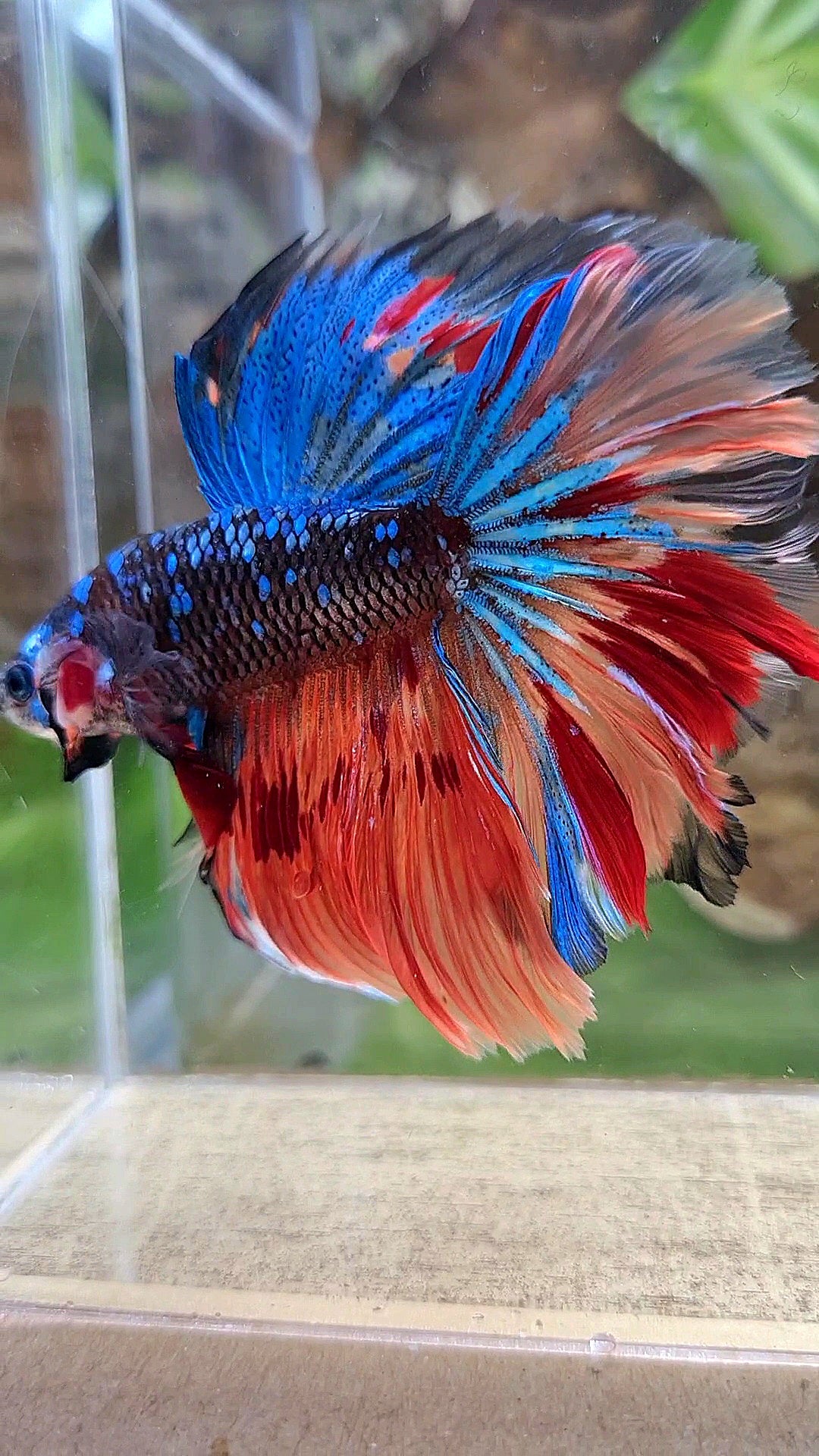 HALFMOON ROSETAIL BLACK GALAXY AVATAR BLUE FIRE VARIATION BETTA FISH