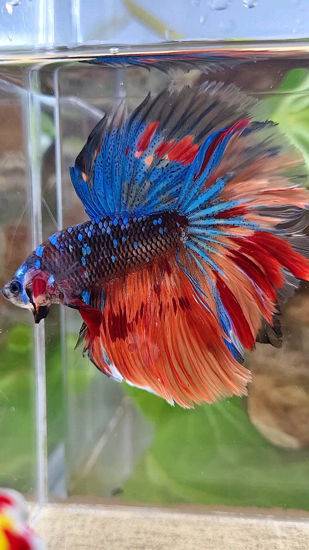HALFMOON ROSETAIL BLACK GALAXY AVATAR BLUE FIRE VARIATION BETTA FISH