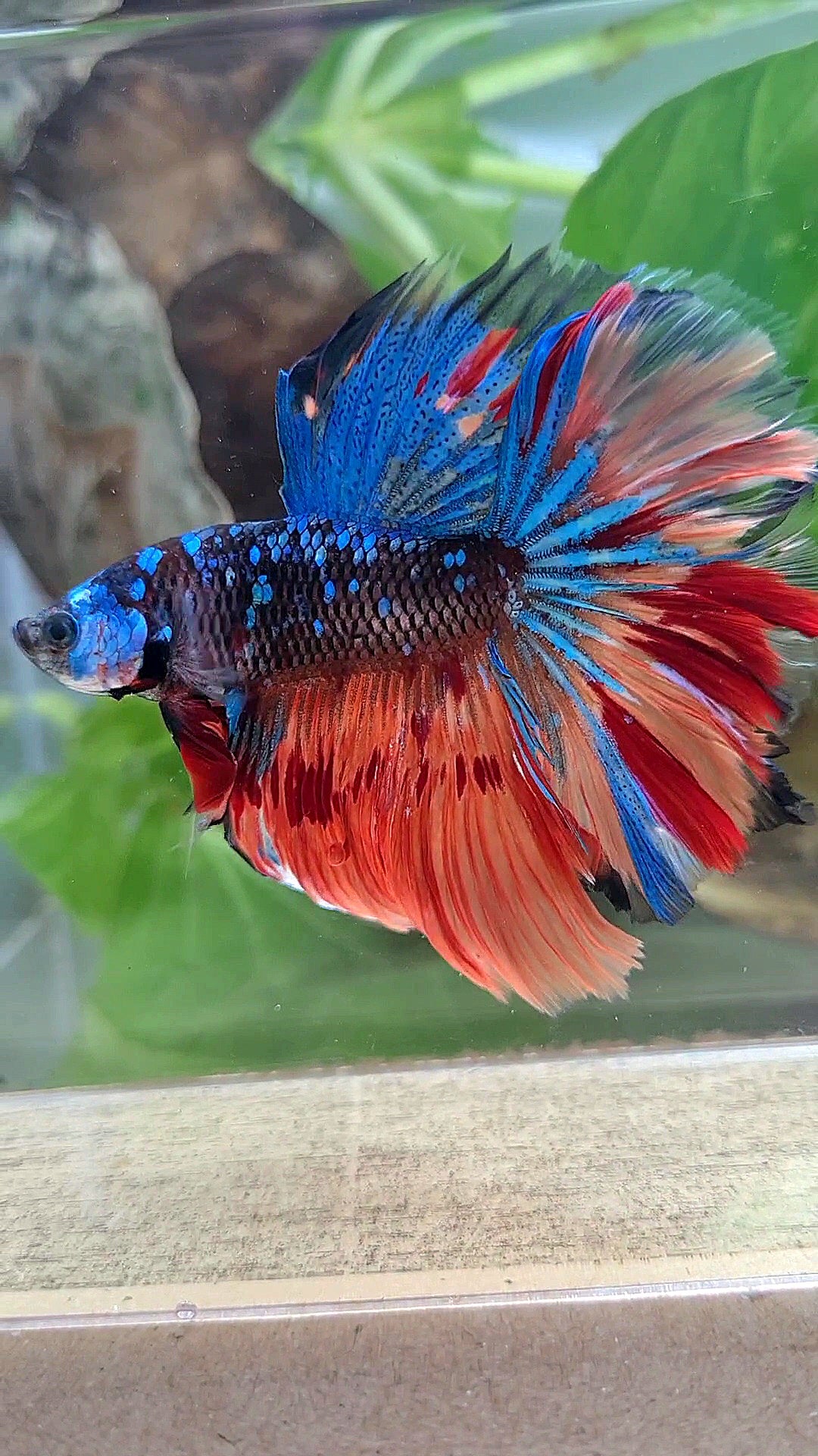 HALFMOON ROSETAIL BLACK GALAXY AVATAR BLUE FIRE VARIATION BETTA FISH
