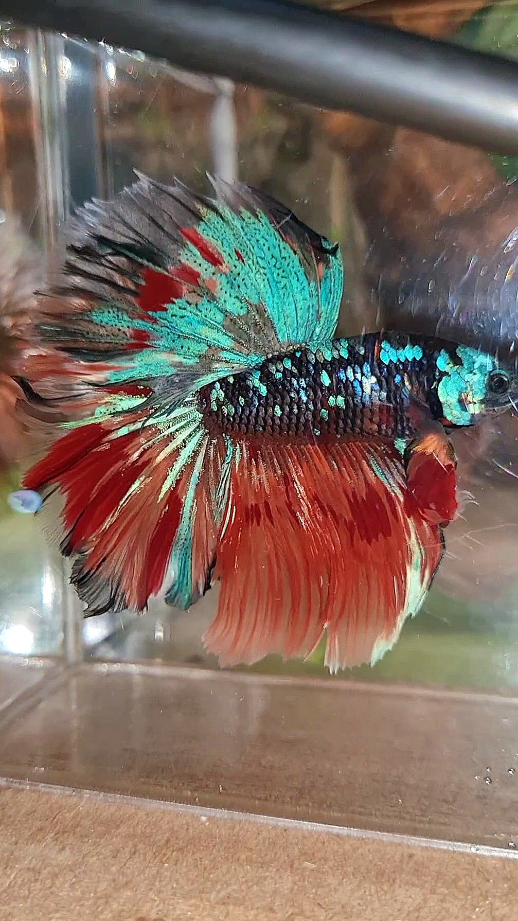 HALFMOON ROSETAIL BLACK GALAXY AVATAR BLUE FIRE VARIATION BETTA FISH